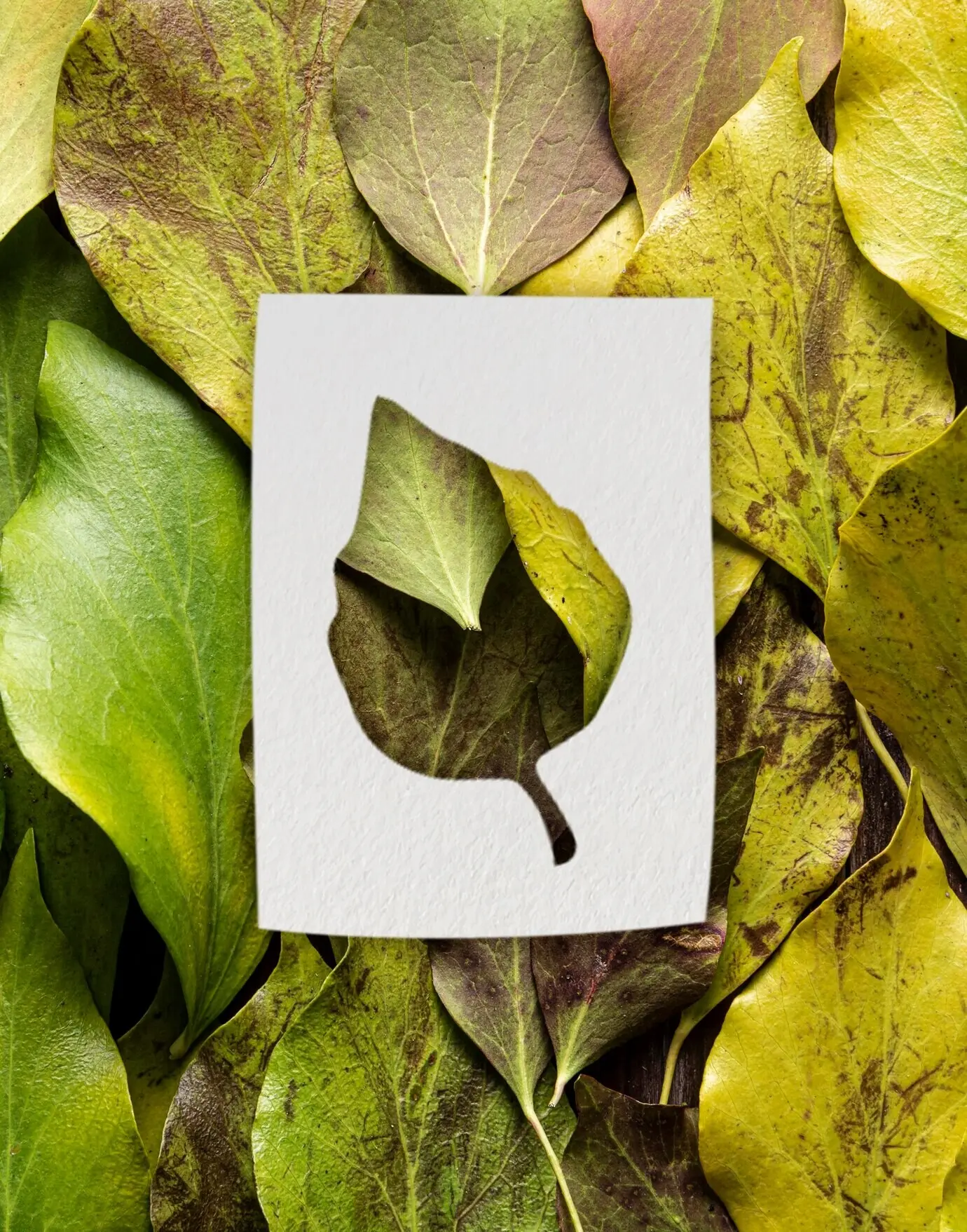 Konzept mit herbstlichen Formen und Blättern