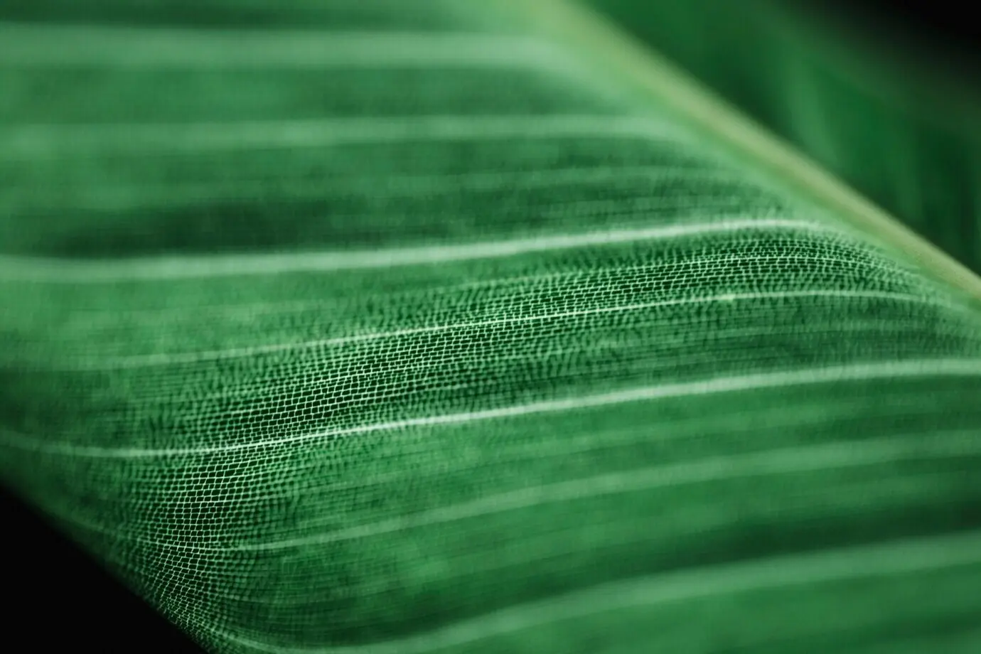 Grünes Blatt im Detail