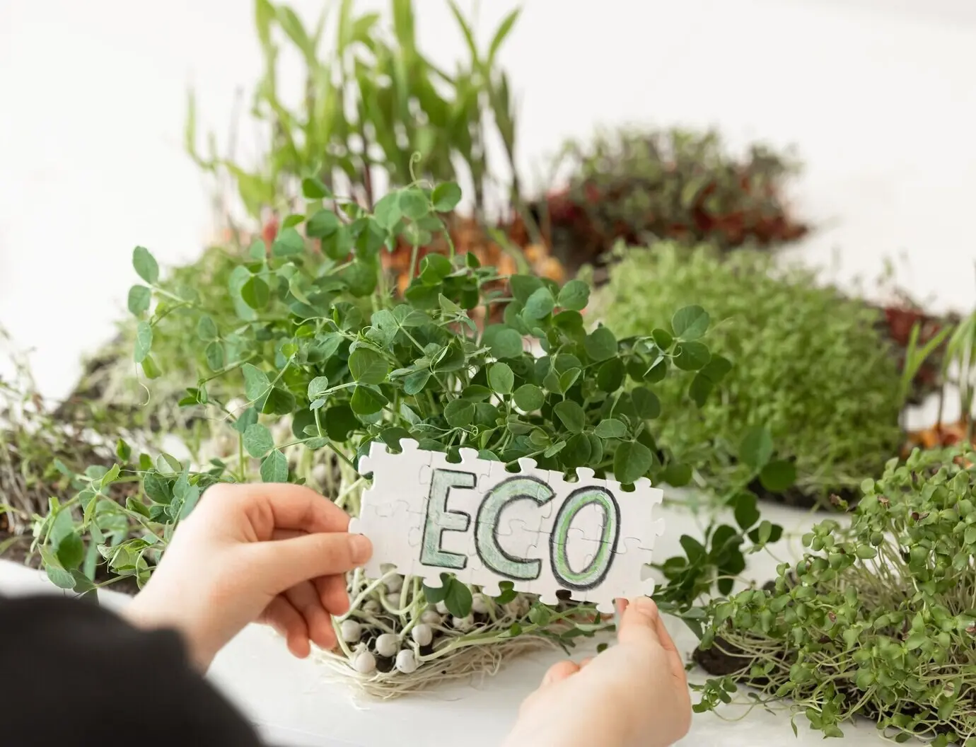 Puzzle mit der Aufschrift 'eco' in den Händen vor dem Hintergrund von Microgreens.